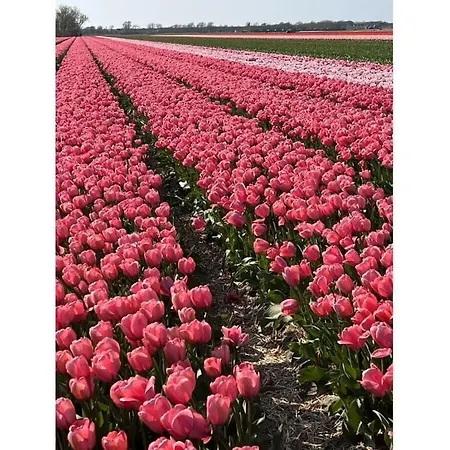 Juliana Casa de Férias