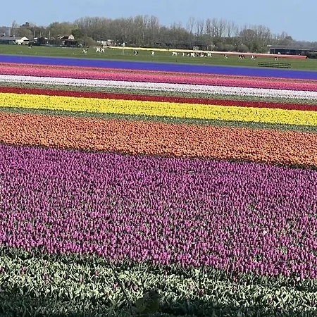 Juliana Casa de Férias