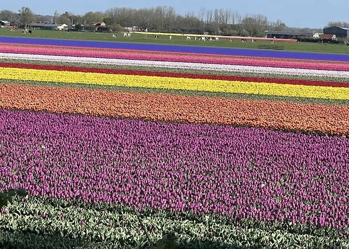 Juliana Дом отдыха